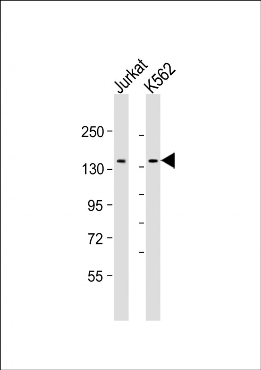 Western Blot at 1:2000 dilution Lane 1: Jurkat whole cell lysate Lane 2: K562 whole cell lysate Lysates/proteins at 20 ug per lane.