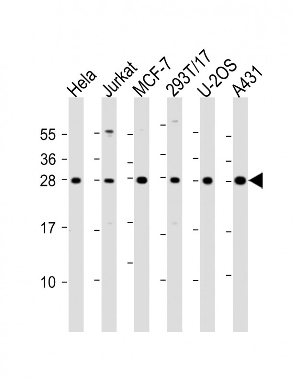 Western Blot at 1:2000 dilution Lane 1: Hela whole cell lysate Lane 2: Jurkat whole cell lysate Lane 3: MCF-7 whole cell lysate Lane 4: 293T/17 whole cell lysate Lane 5: U-2OS whole cell lysate Lane 6: A431 whole cell lysate Lysates/proteins at 20 ug per lane.