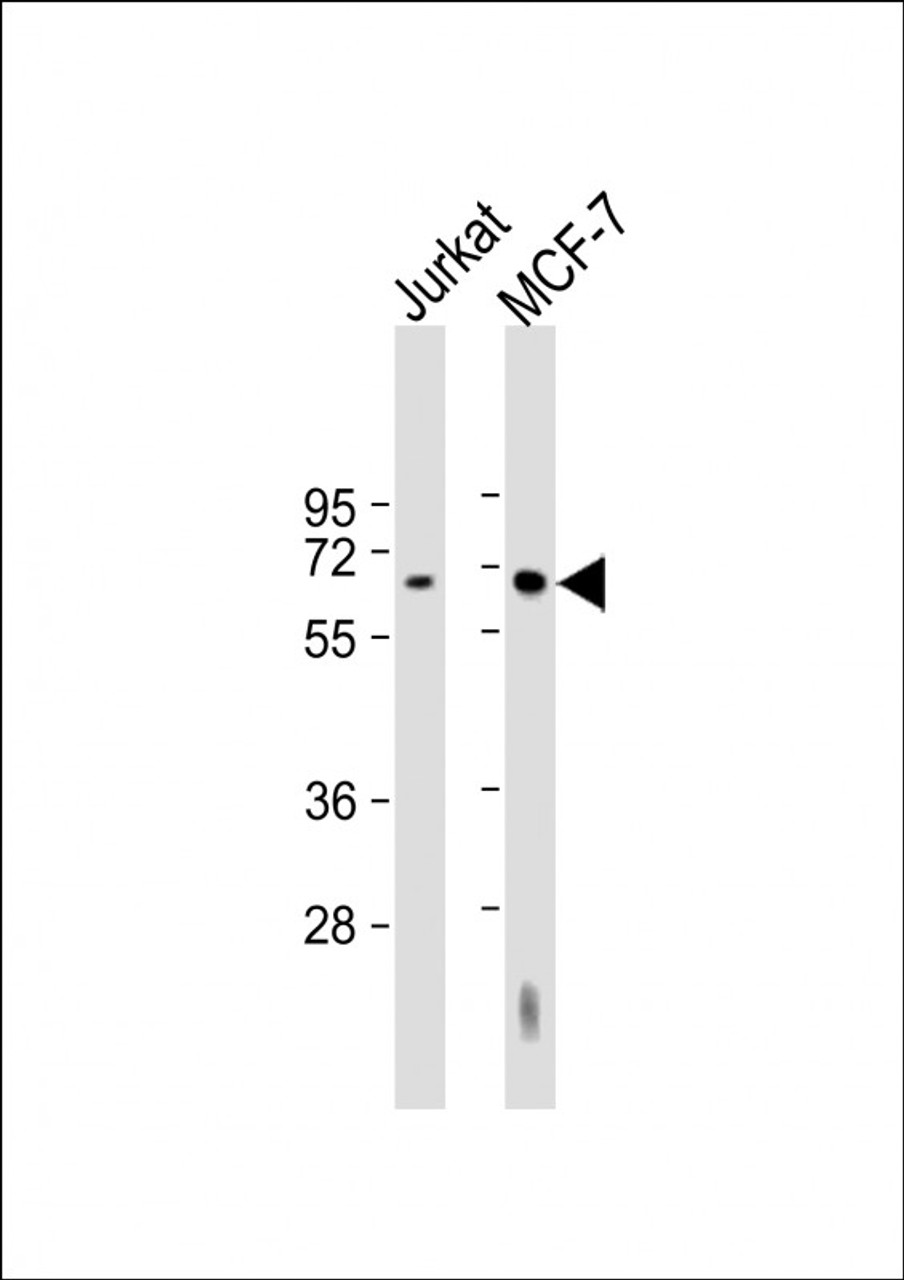 Western Blot at 1:2000 dilution Lane 1: Jurkat whole cell lysate Lane 2: MCF-7 whole cell lysate Lysates/proteins at 20 ug per lane.