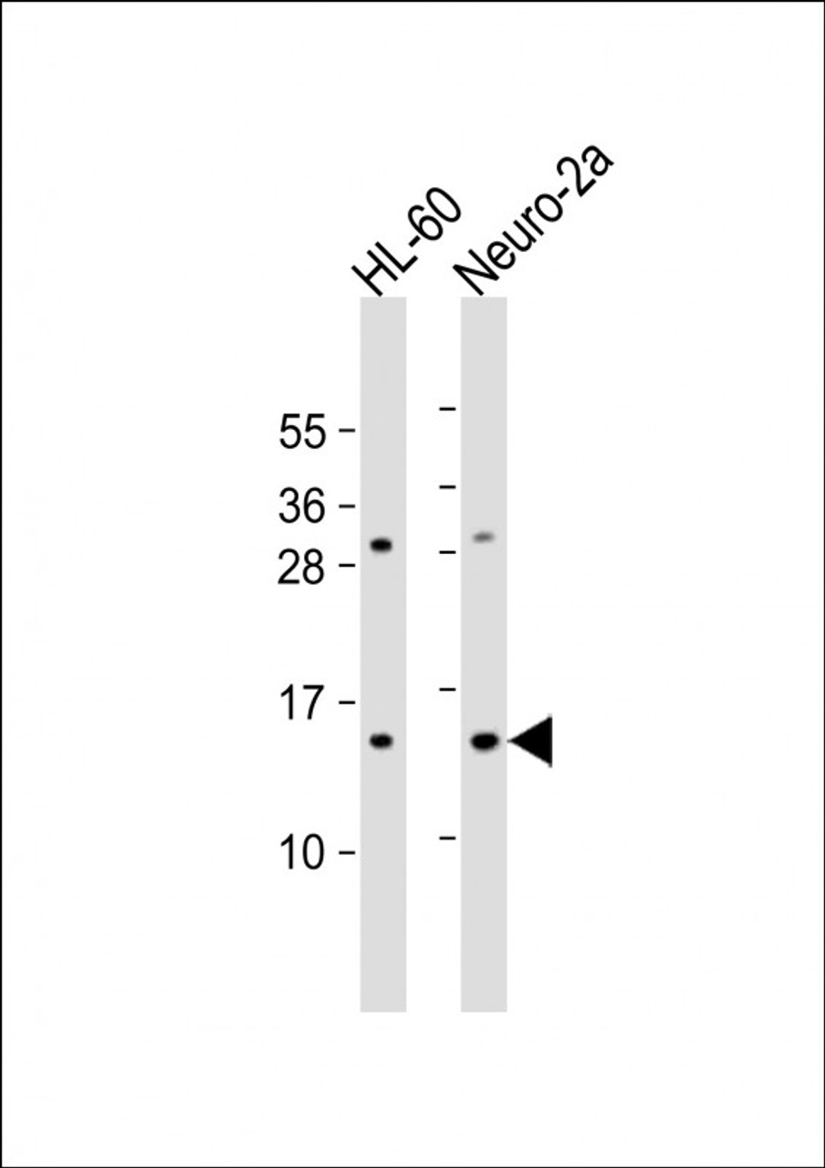 Western Blot at 1:2000 dilution Lane 1: HL-60 whole cell lysate Lane 2: Neuro-2a whole cell lysate Lysates/proteins at 20 ug per lane.