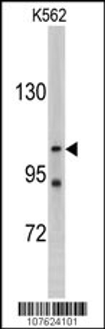 Western blot analysis of LLGL2 antibody in K562 cell line lysates (35ug/lane)