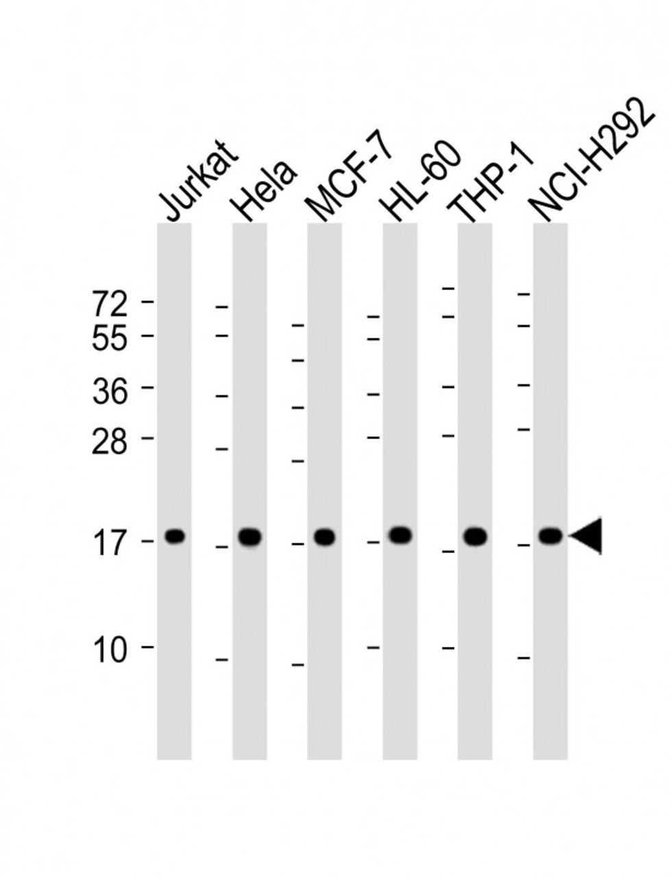 Western Blot at 1:2000 dilution Lane 1: Jurkat whole cell lysate Lane 2: Hela whole cell lysate Lane 3: MCF-7 whole cell lysate Lane 4: HL-60 whole cell lysate Lane 5: THP-1 whole cell lysate Lane 6: NCI-H292 whole cell lysate Lysates/proteins at 20 ug per lane.