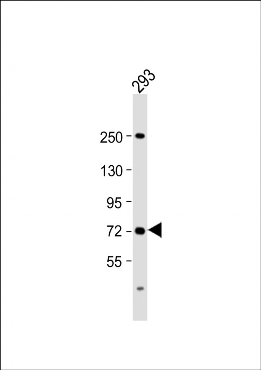 Western Blot at 1:2000 dilution + 293 whole cell lysate Lysates/proteins at 20 ug per lane.
