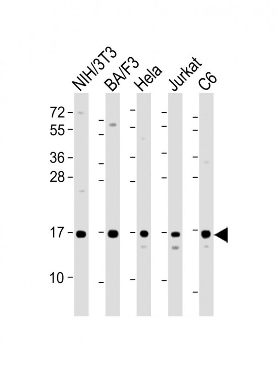 Western Blot at 1:2000 dilution Lane 1: NIH/3T3 whole cell lysate Lane 2: BA/F3 whole cell lysate Lane 3: Hela whole cell lysate Lane 4: Jurkat whole cell lysate Lane 5: C6 whole cell lysate Lysates/proteins at 20 ug per lane.