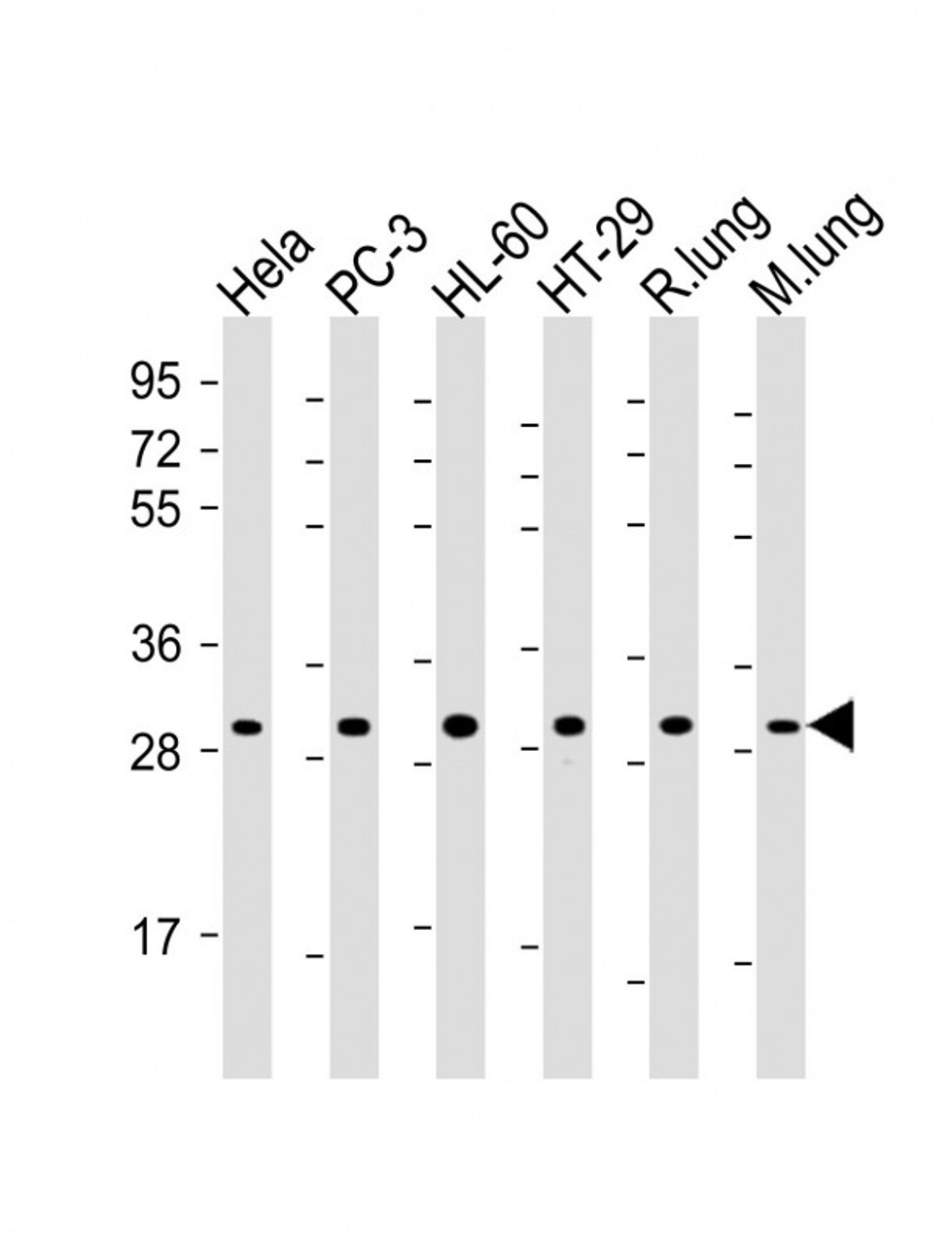 Western Blot at 1:2000 dilution Lane 1: Hela whole cell lysate Lane 2: PC-3 whole cell lysate Lane 3: HL-60 whole cell lysate Lane 4: HT-29 whole cell lysate Lane 5: rat lung lysate Lane 6: mouse lung lysate Lysates/proteins at 20 ug per lane.
