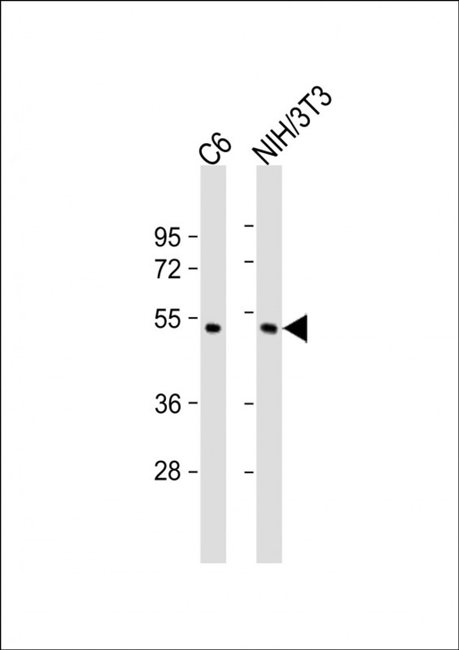 Western Blot at 1:2000 dilution Lane 1: C6 whole cell lysate Lane 2: NIH/3T3 whole cell lysate Lysates/proteins at 20 ug per lane.