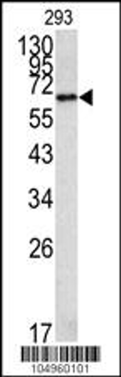 Western blot analysis of METAP2 Antibody in 293 cell line lysates (35ug/lane)
