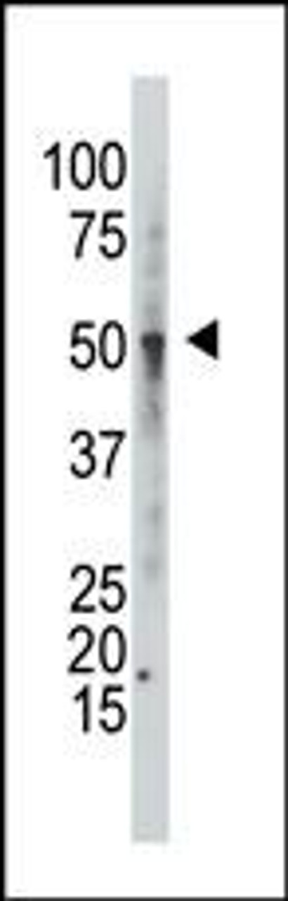 Western blot analysis of anti-GCNT1 Antibody in CEM cell line lysates (35ug/lane)
