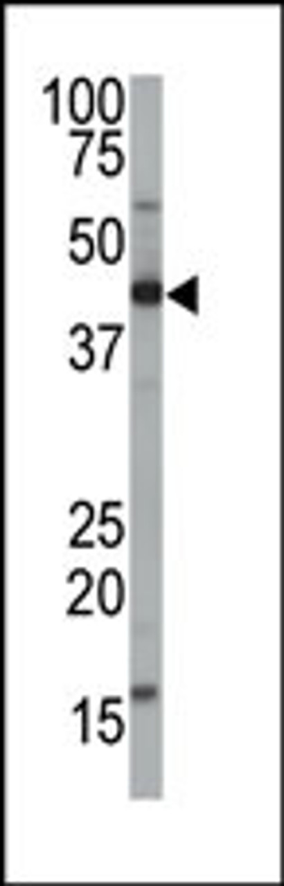 Antibody is used in Western blot to detect FNTA in mouse brain tissue lysate.