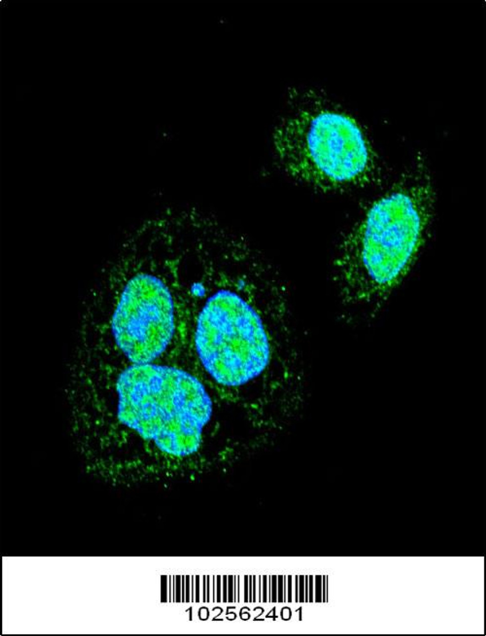 Confocal immunofluorescent analysis of HSF1 Sumoylation Site Antibody with Hela cell followed by Alexa Fluor 488-conjugated goat anti-rabbit lgG (green) . DAPI was used to stain the cell nuclear (blue) .