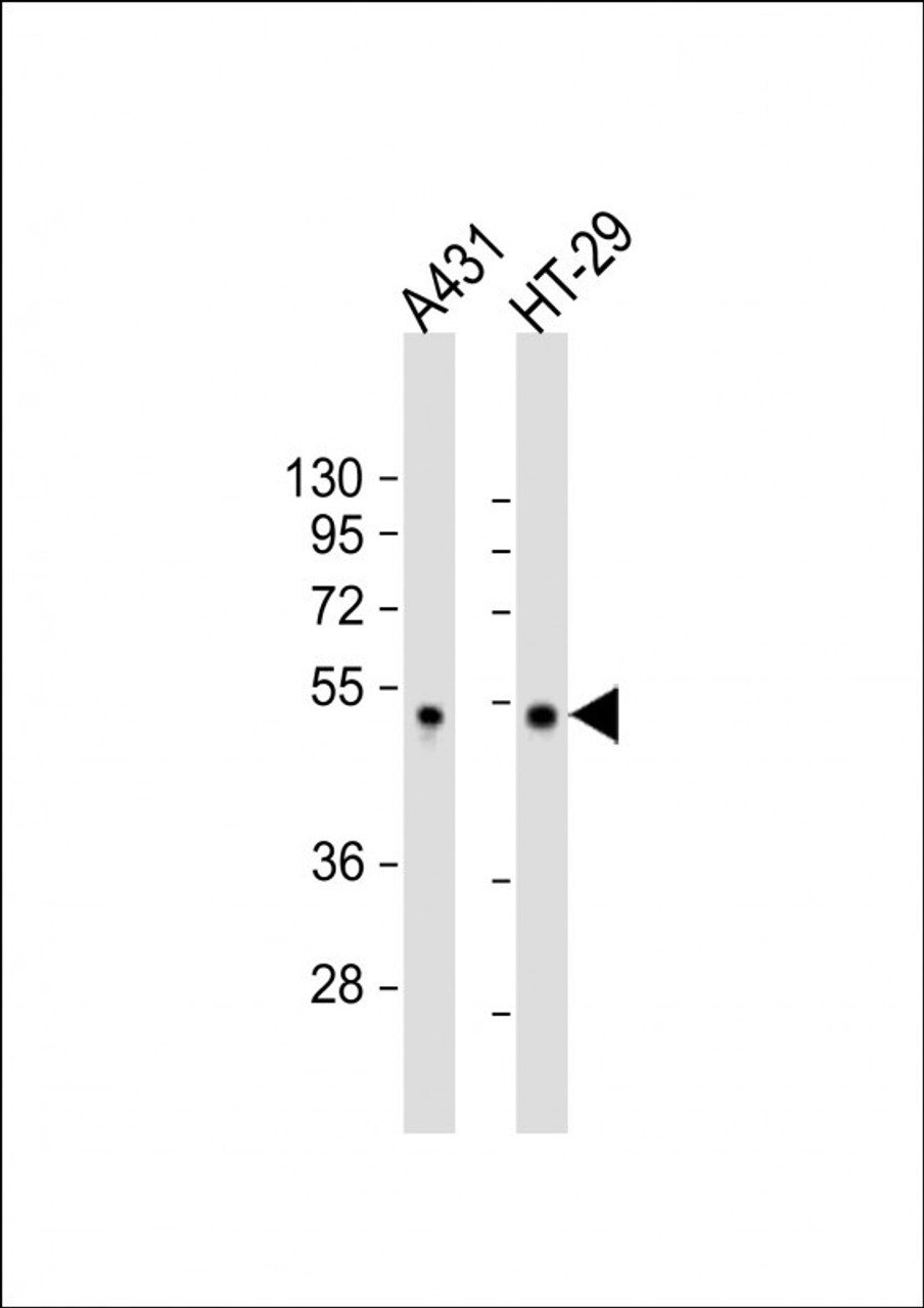 Western Blot at 1:2000 dilution Lane 1: A431 whole cell lysate Lane 2: HT-29 whole cell lysate Lysates/proteins at 20 ug per lane.