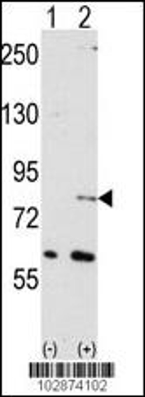 Western blot analysis of NUB1 using NYREN18 Antibody using 293 cell lysates (2 ug/lane) either nontransfected (Lane 1) or transiently transfected with the NUB1 gene (Lane 2) .