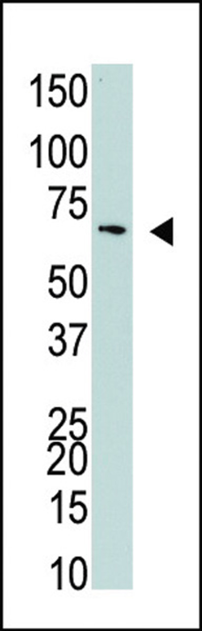 Antibody is used in Western blot to detect NYREN18 in 293 cell lysate.