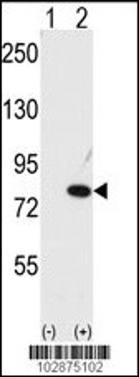 Western blot analysis of NUB1 using NYREN18 Antibody.293 cell lysates (2 ug/lane) either nontransfected (Lane 1) or transiently transfected with the NUB1 gene (Lane 2) .