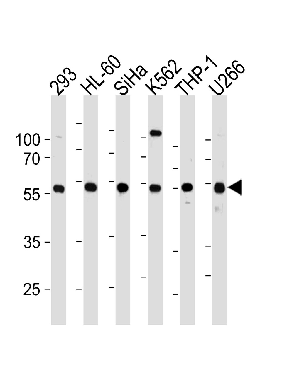 Western blot analysis in 293, HL-60, SiHa, K562, THP-1, U266 cell line lysates (35ug/lane) .