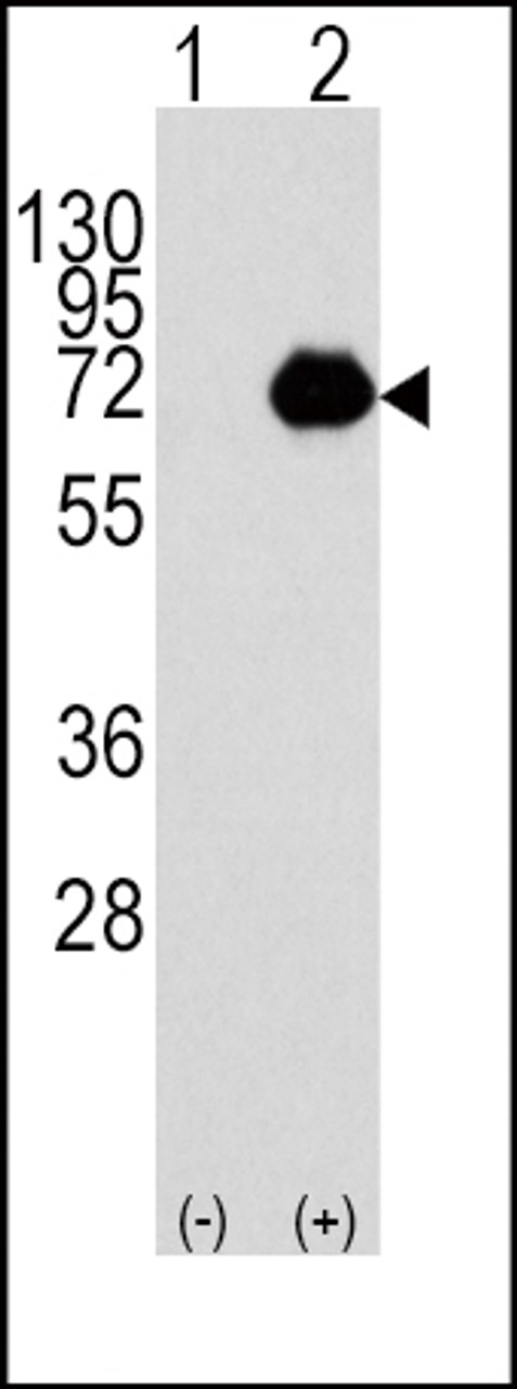 Western blot analysis of ACOX1 using rabbit polyclonal ACOX1 Antibody using 293 cell lysates (2 ug/lane) either nontransfected (Lane 1) or transiently transfected with the ACOX1 gene (Lane 2) .