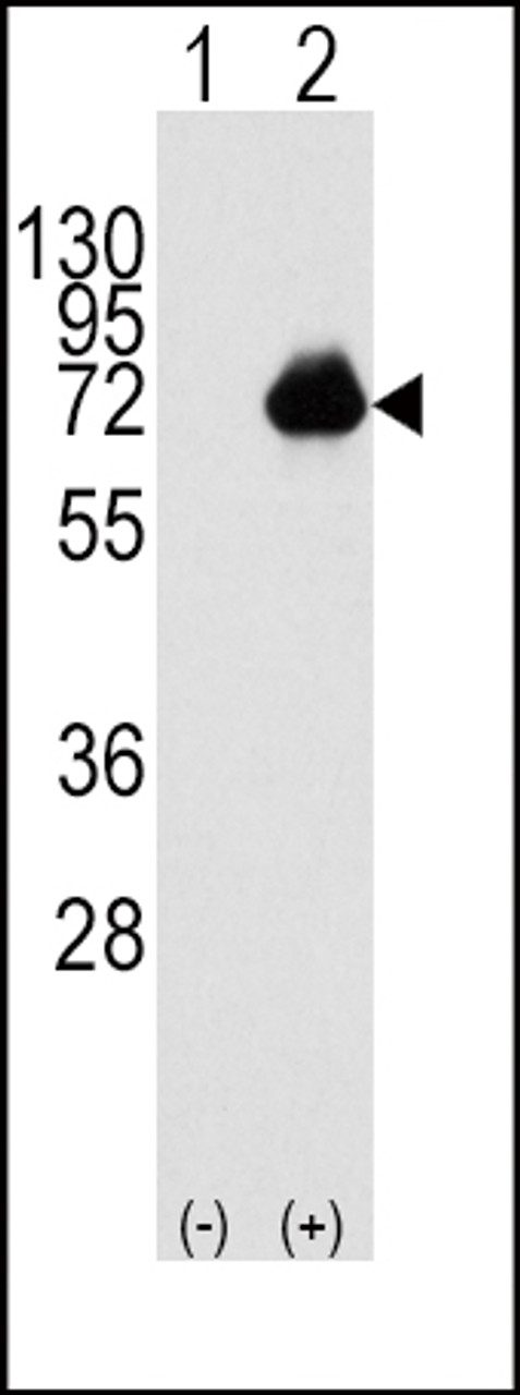 Western blot analysis of ACOX1 using rabbit polyclonal ACOX1 Antibody using 293 cell lysates (2 ug/lane) either nontransfected (Lane 1) or transiently transfected with the ACOX1 gene (Lane 2) .