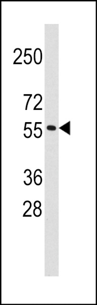 Western blot analysis of anti-T in K562 cell line lysates (35ug/lane) .