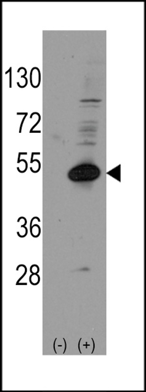 Western blot analysis of NROB1 using rabbit polyclonal NROB1 Antibody (Human C-term) using 293 cell lysates (2 ug/lane) either nontransfected (Lane 1) or transiently transfected with the NROB1 gene (Lane 2) .