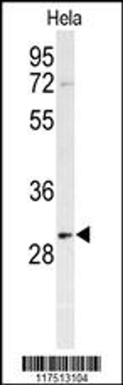 Western blot analysis of PHB Antibody in Hela cell line lysates (35ug/lane)