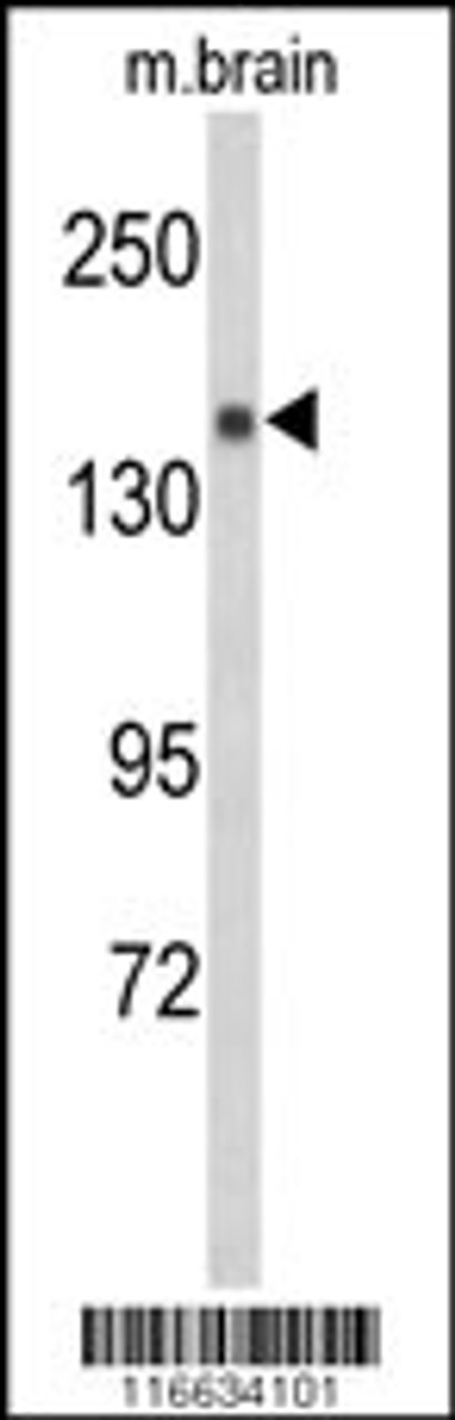 Western blot analysis of Semaphorin 5A-S106 Antibodyin mouse brain tissue lysates (35ug/lane) .