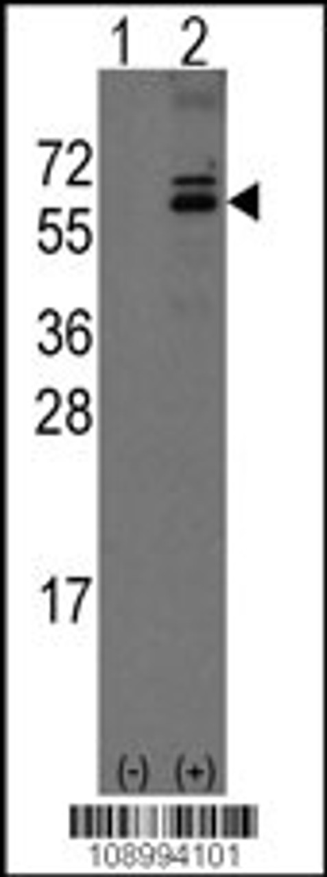 Western blot analysis of Noelin-1 (Olfm1) using rabbit polyclonal Noelin-1 (Olfm1) Antibody using 293 cell lysates (2 ug/lane) either nontransfected (Lane 1) or transiently transfected with the Noelin-1 (Olfm1) gene (Lane 2) .