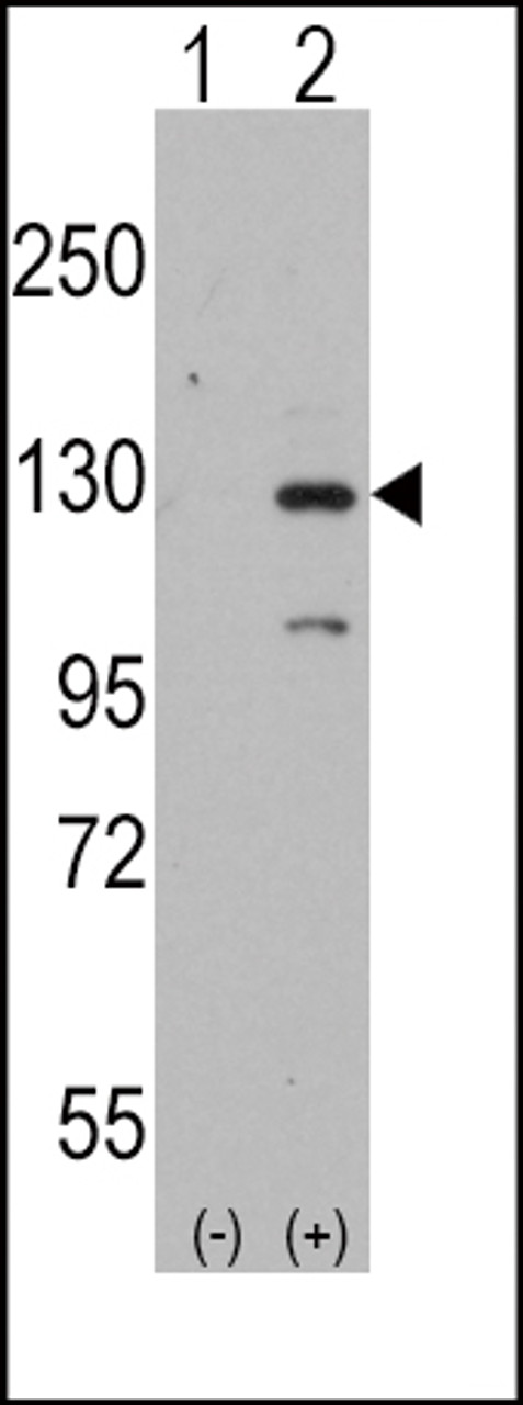 Western blot analysis of DAAM1 using rabbit polyclonal DAAM1 Antibody (Human N-term) using 293 cell lysates (2 ug/lane) either nontransfected (Lane 1) or transiently transfected with the DAAM1 gene (Lane 2) .