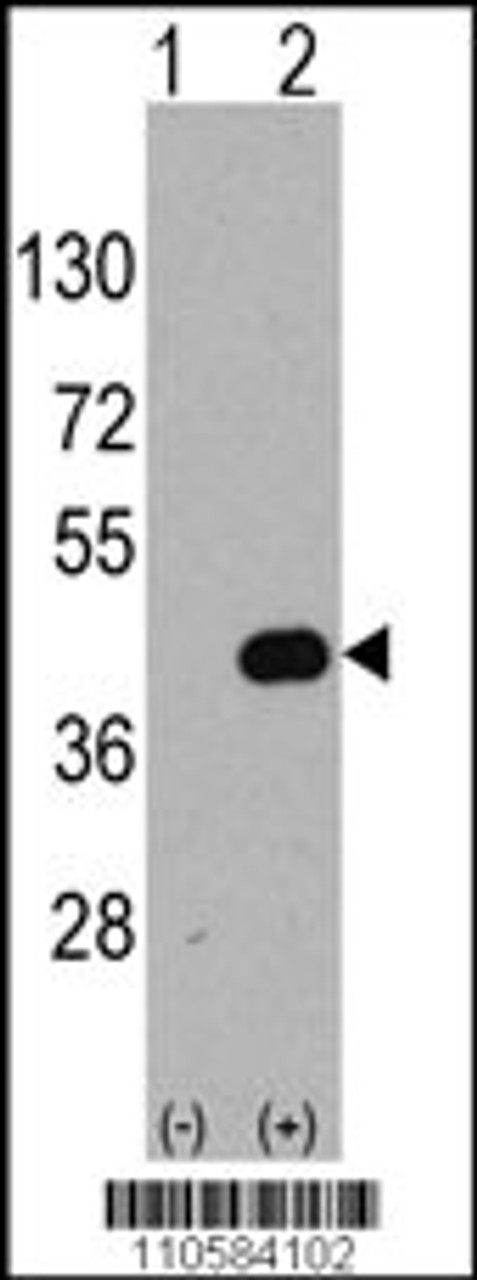 Western blot analysis of WIF1 using rabbit polyclonal WIF1 Antibody using 293 cell lysates (2 ug/lane) either nontransfected (Lane 1) or transiently transfected with the WIF1 gene (Lane 2) .