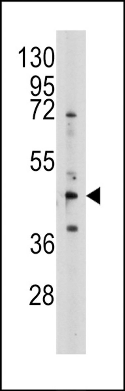 Western blot analysis of anti-AHCY Pab in 293 cell line lysates (35ug/lane)