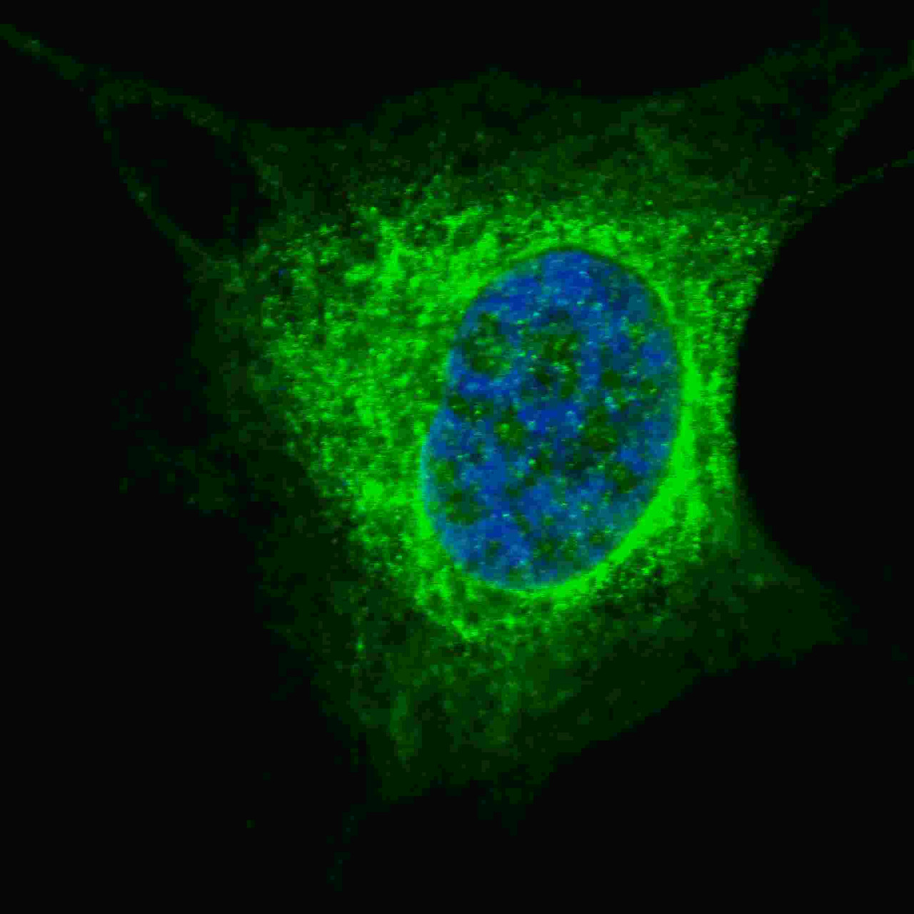 Fluorescent confocal image of SY5Y cells stained with Vimentin (S82) antibody. SY5Y cells were fixed with 4% PFA (20 min) , permeabilized with Triton X-100 (0.2%, 30 min) . Cells were then incubated with Vimentin (S82) primary antibody (1:200, 2 h at room temperature) . For secondary antibody, Alexa Fluor 488 conjugated donkey anti-rabbit antibody (green) was used (1:1000, 1h) . Nuclei were counterstained with Hoechst 33342 (blue) (10 ug/ml, 5 min) . Note the highly specific localization of the Vimentin immunosignal to the cytoskeleton, supported by Human Protein Atlas Data (http://www.proteinatlas.org/ENSG00000026025) .