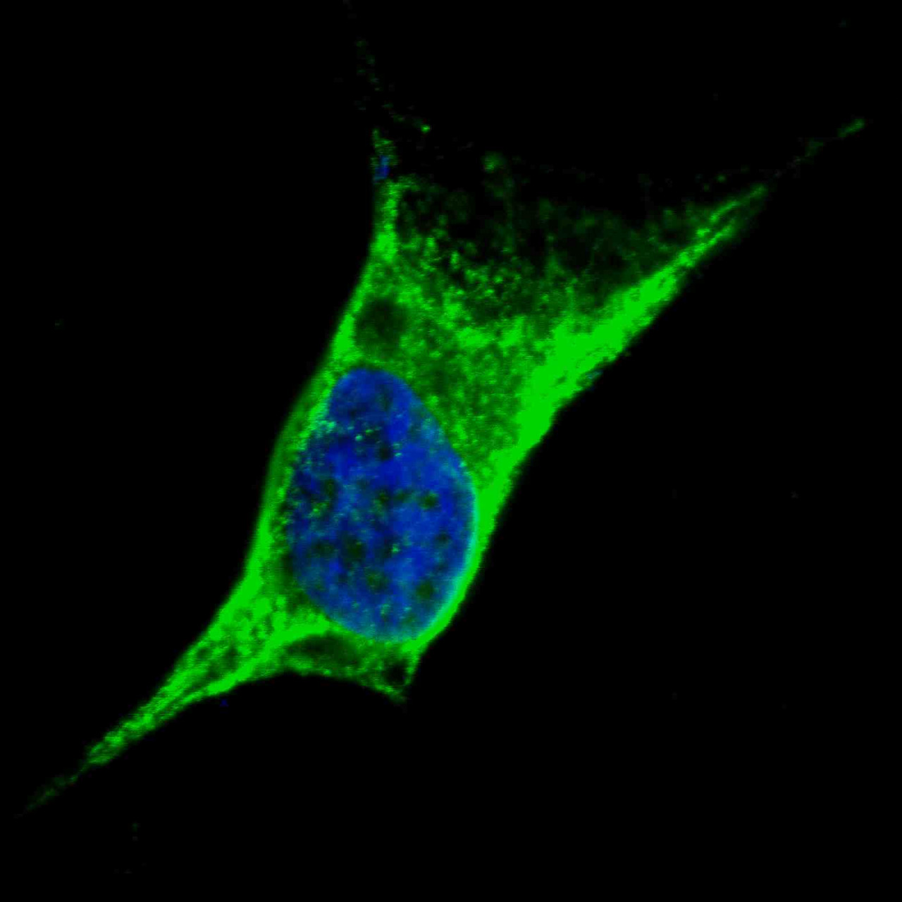 Fluorescent confocal image of SY5Y cells stained with Vimentin antibody. SY5Y cells were fixed with 4% PFA (20 min) , permeabilized with Triton X-100 (0.2%, 30 min) . Cells were then incubated with Antibody Vimentin primary antibody (1:100, 2 h at room temperature) . For secondary antibody, Alexa Fluor 488 conjugated donkey anti-rabbit antibody (green) was used (1:1000, 1h) . Nuclei were counterstained with Hoechst 33342 (blue) (10 ug/ml, 5 min) . Note the highly specific localization of the Vimentin immunosignal to the cytoskeleton, supported by Human Protein Atlas Data (http://www.proteinatlas.org/ENSG00000026025) .