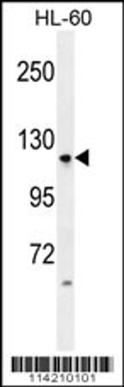 Western blot analysis in HL-60 cell line lysates (35ug/lane) .This demonstrates the LGR5/GPR49 antibody detected the LGR5/GPR49 protein (arrow) .