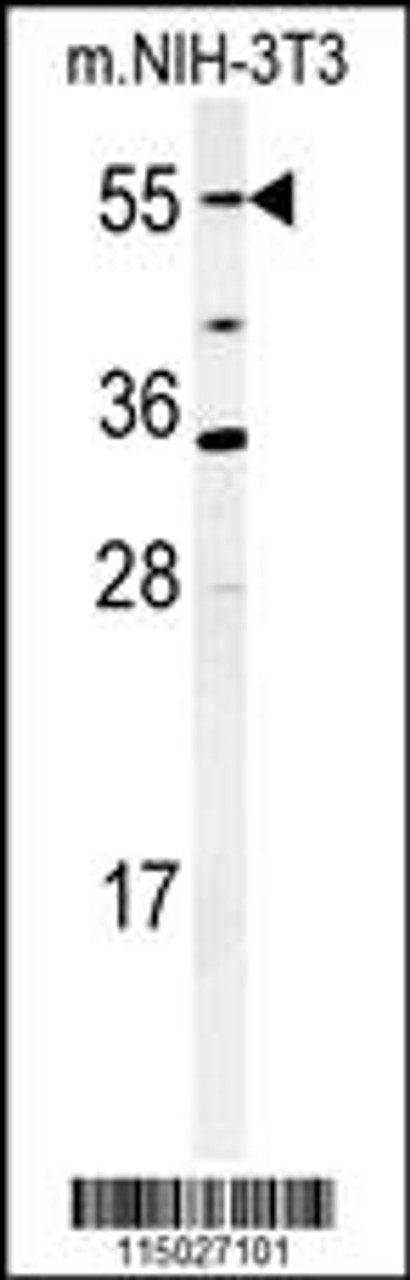 Western blot analysis of CYP26A1 Antibody in mouse NIH-3T3 cell lysates (35ug/lane)