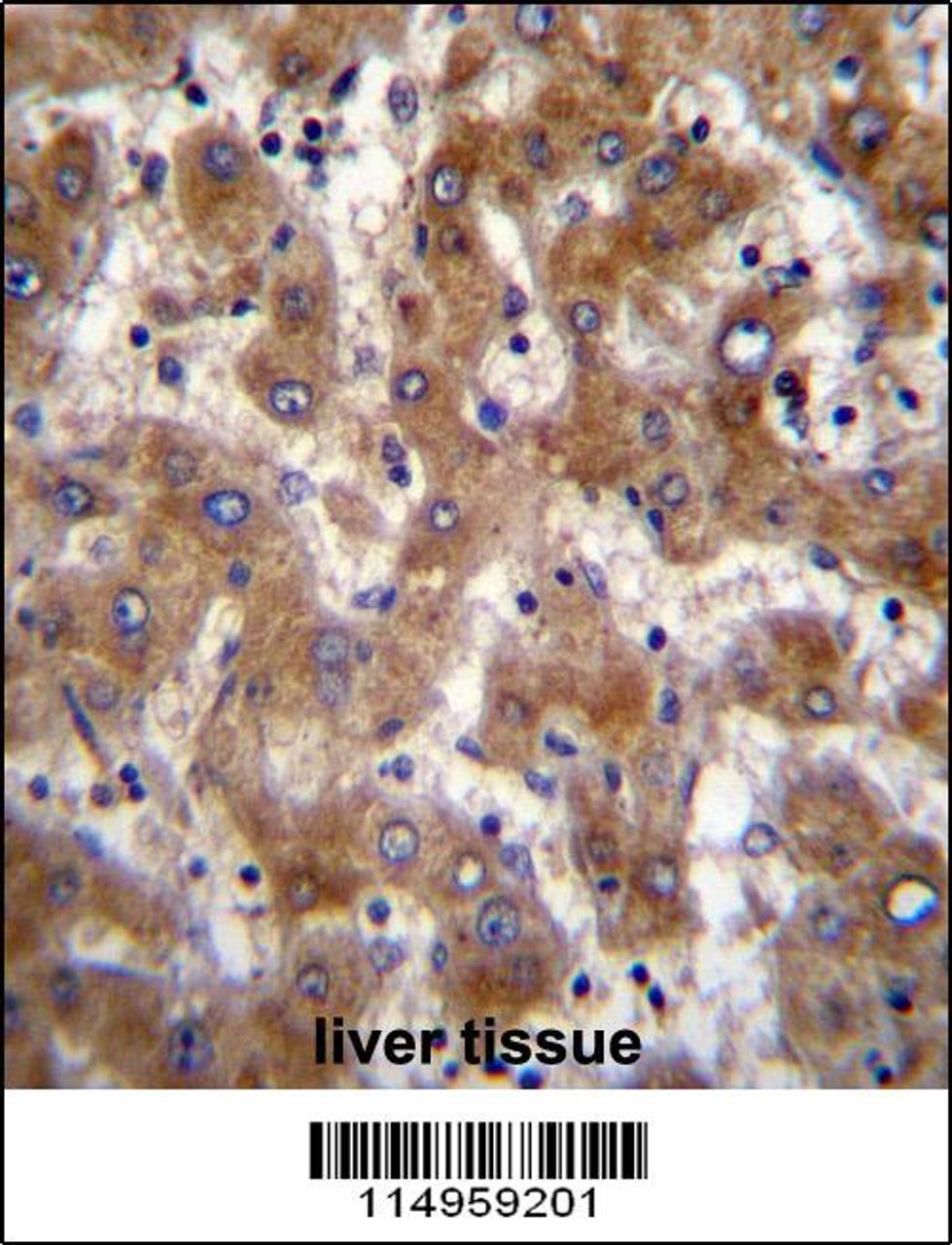 FUT4 Antibody immunohistochemistry analysis in formalin fixed and paraffin embedded human liver tissue followed by peroxidase conjugation of the secondary antibody and DAB staining.