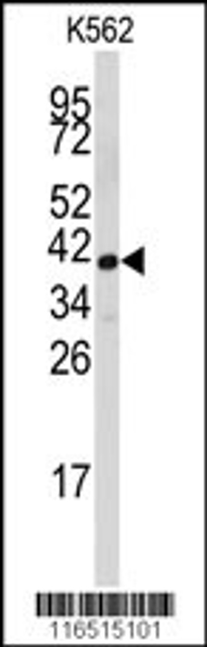 Western blot analysis of ant in K562 cell line lysates (35ug/lane)