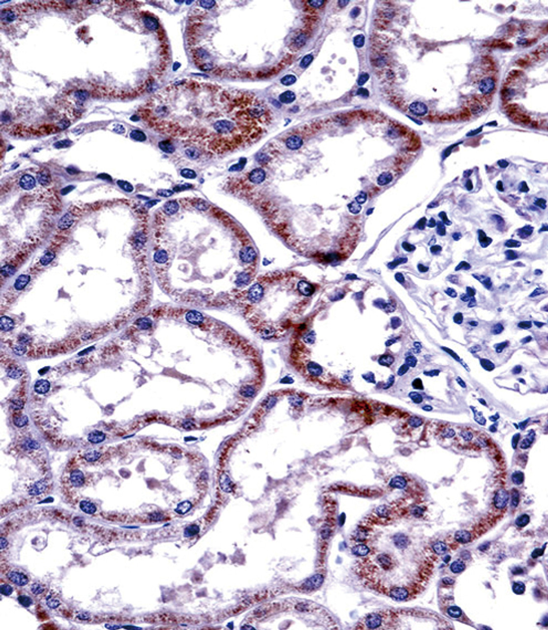 HNF4A Antibody immunohistochemistry analysis in formalin fixed and paraffin embedded human kidney tissue followed by peroxidase conjugation of the secondary antibody and DAB staining.