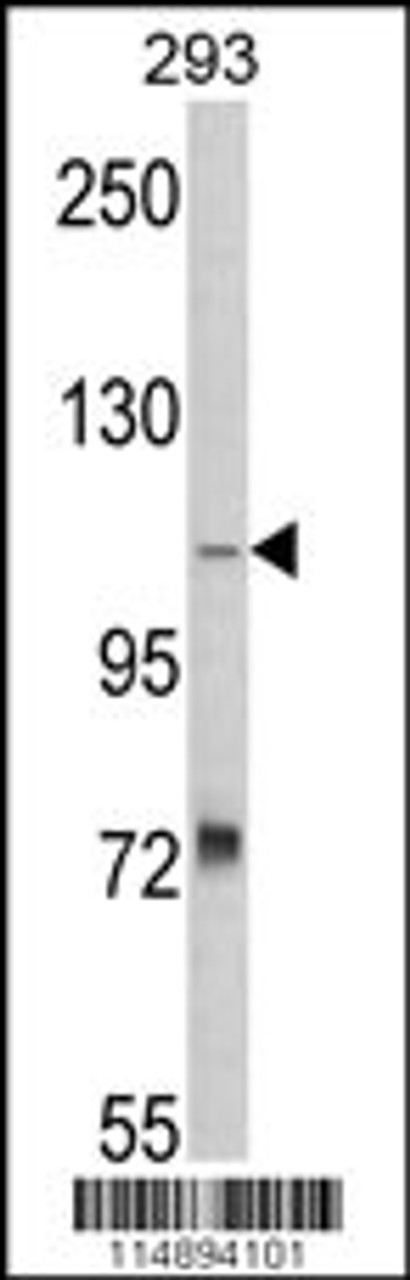 Western blot analysis of AASS Antibody in 293 cell line lysates (35ug/lane)