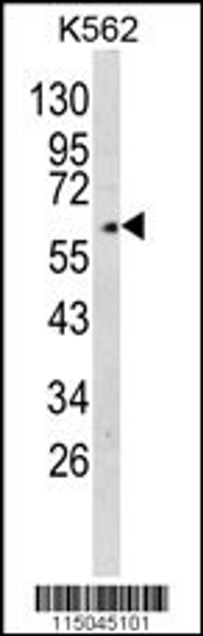 Western blot analysis of GPC4 Antibody in K562 cell line lysates (35ug/lane)