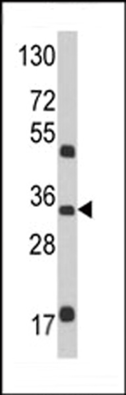 Western blot analysis of M6PR Antibody in mouse brain tissue lysates (35ug/lane)