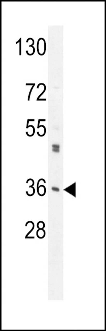 Western blot analysis in A549 cell line lysates (35ug/lane) .