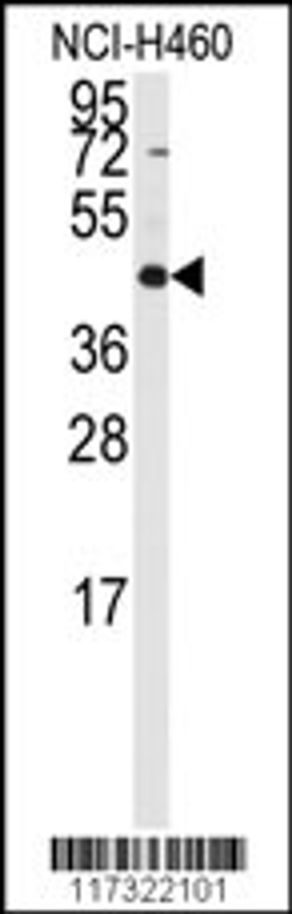 Western blot analysis of anti-RMND5B Antibody in NCI-H460 cell line lysates (35ug/lane) .