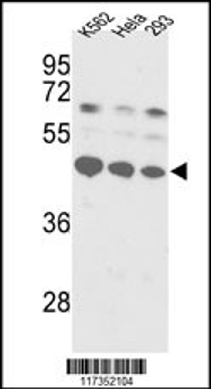 Western blot analysis of SSB Antibody in K562, Hela, 293 cell line lysates (35ug/lane)