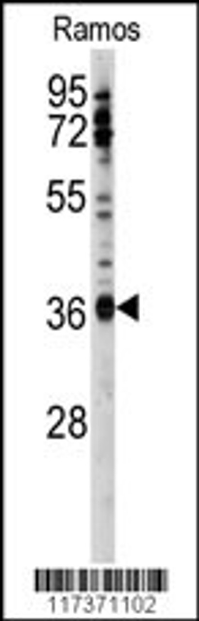 Western blot analysis of anti-U2AF1 Antibody (Center S70) in Ramos cell line lysates (35ug/lane) .