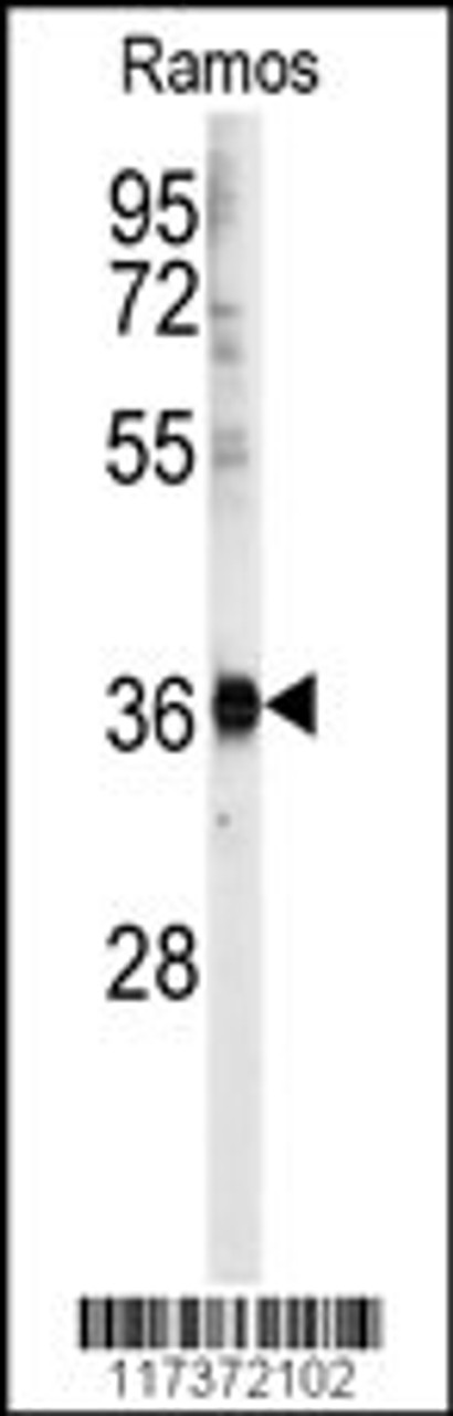 Western blot analysis of anti- in Ramos cell line lysates (35ug/lane) .