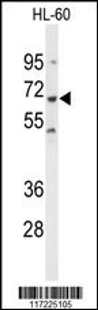 Western blot analysis of PTPN6 Antibody in HL-60 cell line lysates (35ug/lane)