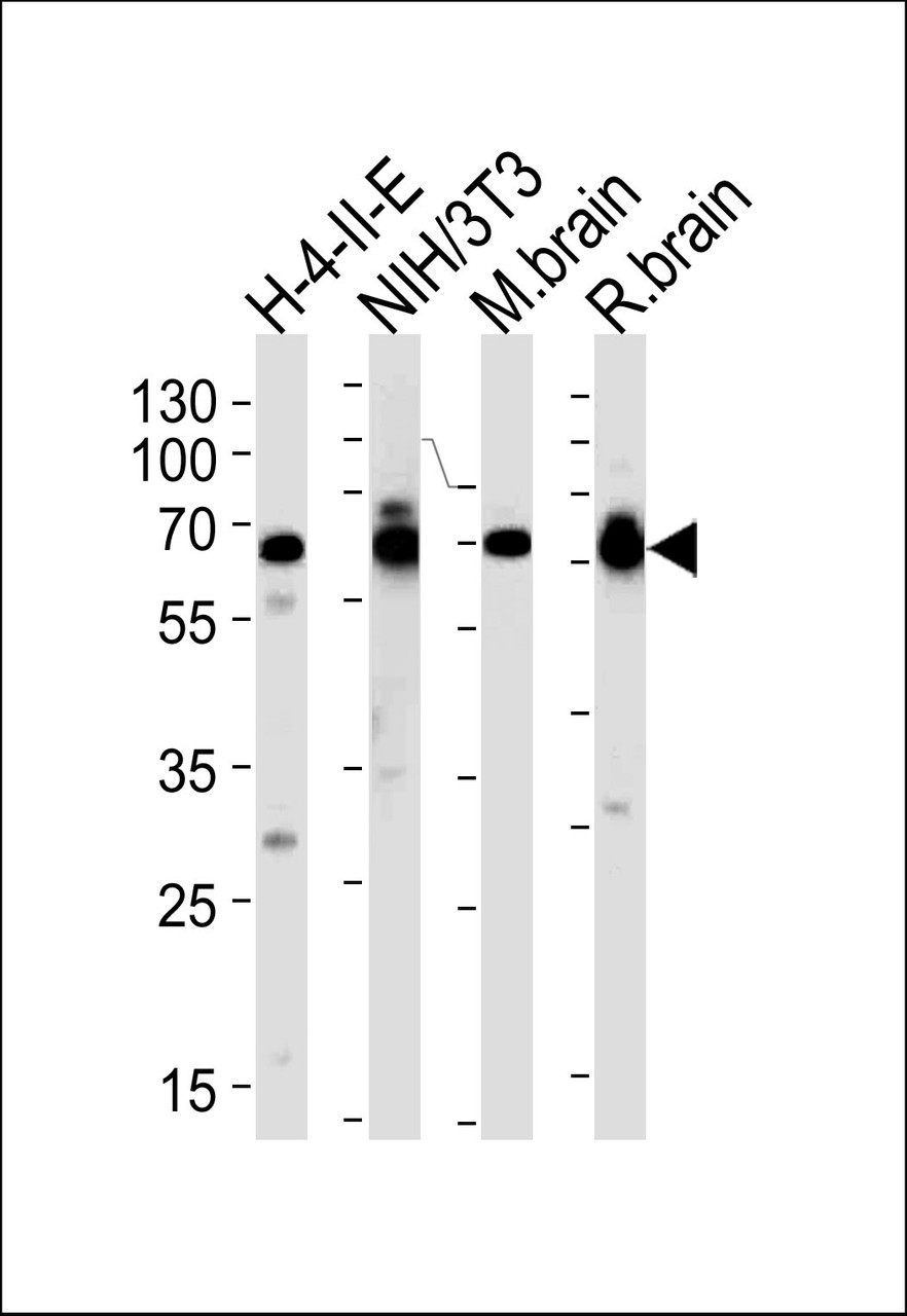 Western blot analysis of lysates from H-4-II-E, mouse NIH/3T3 cell line, mouse brain and rat brain tissues (from left to right) , using STIP1 Antibody at 1:1000 at each lane.