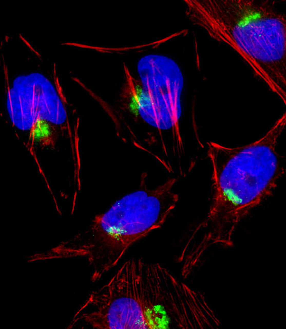 Fluorescent image of Hela cell stained with PTGS1 Antibody .Hela cells were fixed with 4% PFA (20 min) , permeabilized with Triton X-100 (0.1%, 10 min) , then incubated with PTGS1 primary antibody (1:25) . For secondary antibody, Alexa Fluor 488 conjugated donkey anti-rabbit antibody (green) was used (1:400) .Cytoplasmic actin was counterstained with Alexa Fluor 555 (red) conjugated Phalloidin (7units/ml) .PTGS1 immunoreactivity is localized to Golgi significantly.