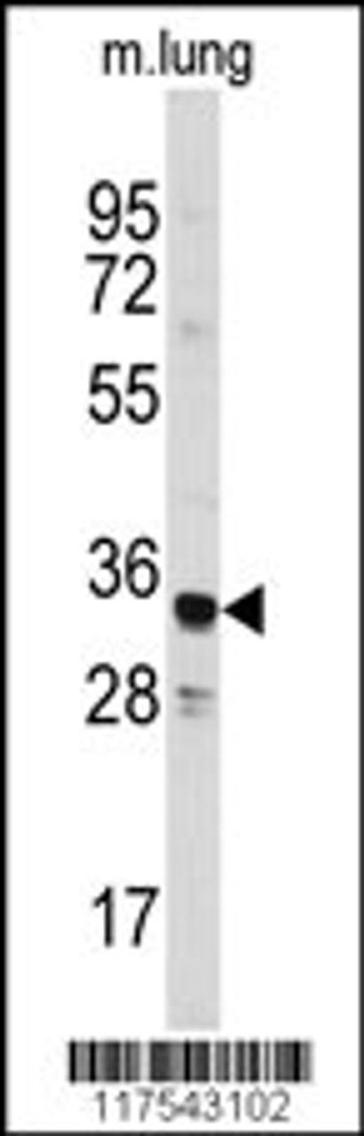 Western blot analysis of anti-ANXA3 Antibody in mouse lung tissue lysates (35ug/lane) .