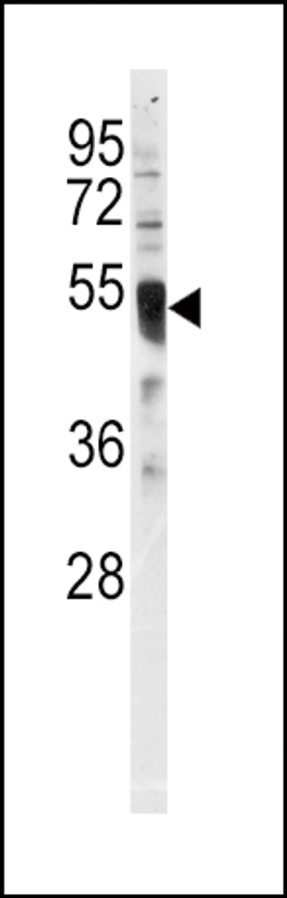 Western blot analysis of anti-IRF8 Antibody in HL60 cell line lysates (35ug/lane)