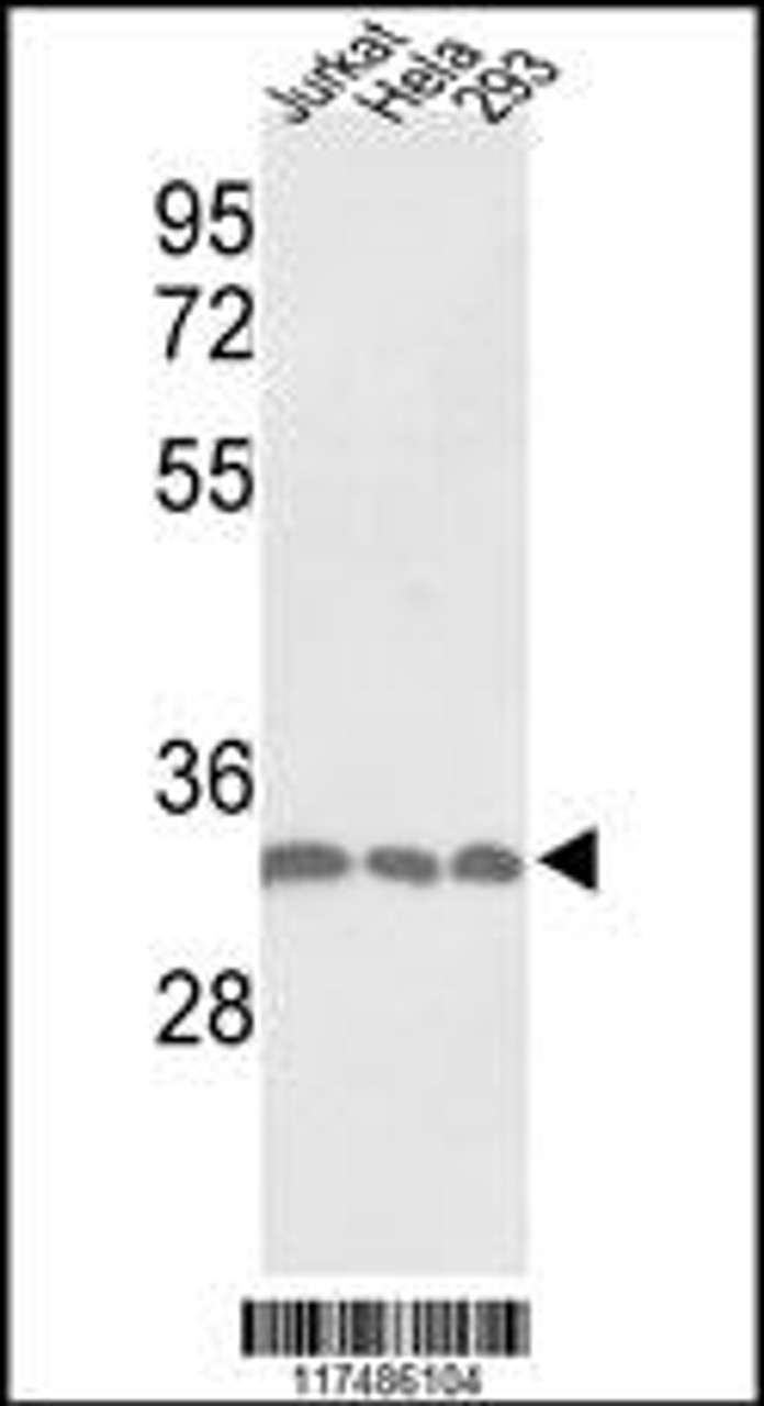 Western blot analysis of PCNA Antibody in Jurkat, Hela, 293 cell line lysates (35ug/lane)